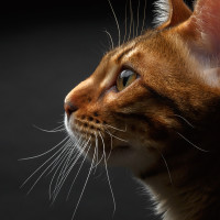 Learn about feline cognitive dysfunction on the Fetch! Pet Care blog