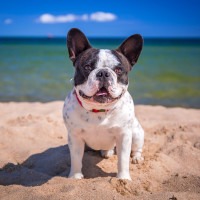 French Bulldog wrestles alligator in Fetch! Pet Care video of the week!