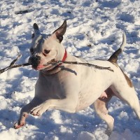 How to keep your dog healthy in winter