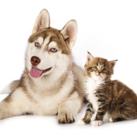 Fetch! Pet Care Spotlights Cat and Dog BFFs