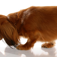 (Photo Credit: Willee Cole, Bigstock.com)