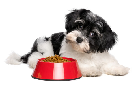 Dog Food Recall Alert From Fetch! Pet Care