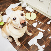 Dog home alone? The Fetch! Pet Care video of the week shows you the hilarious mess that might be waiting for you!