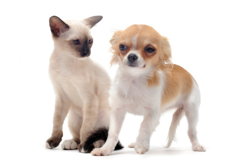 Why are some dogs afraid of cats?