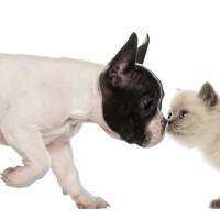 Watch this French Bulldog Try to Get the Cat Out of His Bed!
