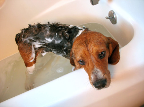 how to bathe a dog