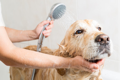 Fetch! Pet Care offers tips on how to bathe a dog the RIGHT way!