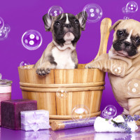 How to bathe a dog - Fetch! Pet Care