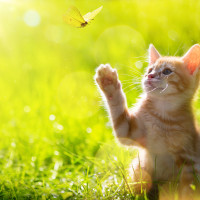 Cat logic video of the week from Fetch! Pet Care