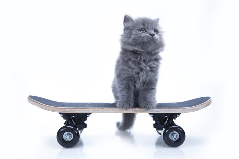 The Fetch! Pet Care video of the week features a skateboarding cat!