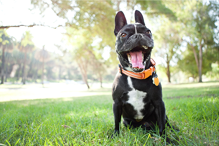 Grace Chon Pet Photographer