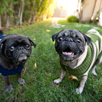 pet photography