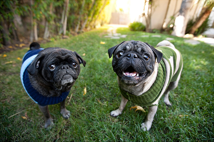 Grace Chon Pet Photographer