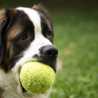 how to teach your dog to fetch