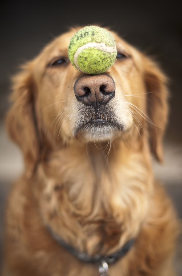 how to teach your dog to fetch