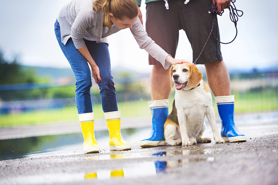 dog walking