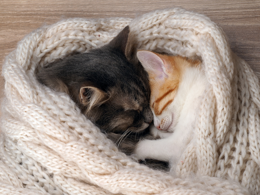 cat facts