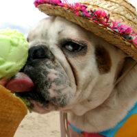 homemade dog treats