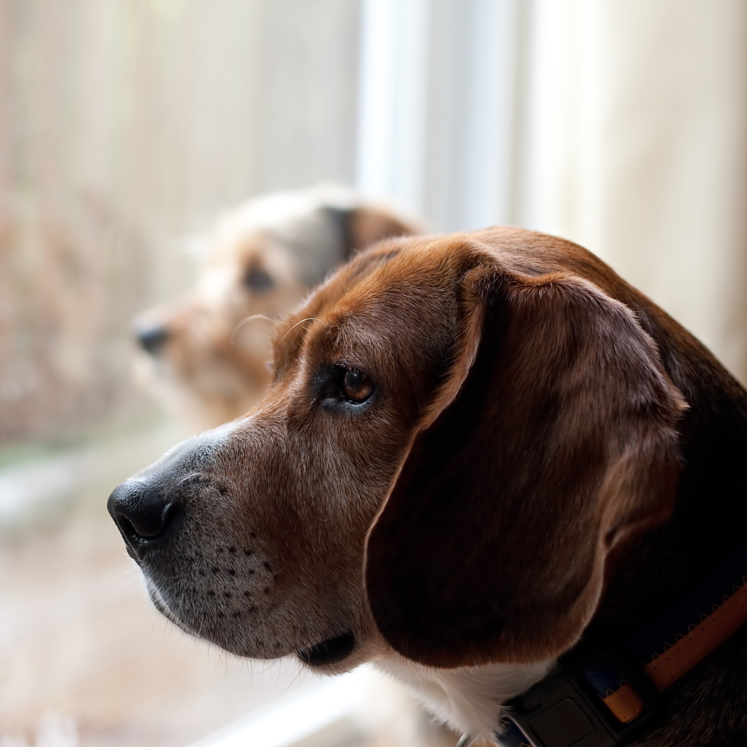 can an additional dog help with separation anxiety