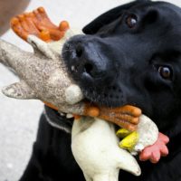 This is an image of a black Labrador Retriever with his toy chickens.