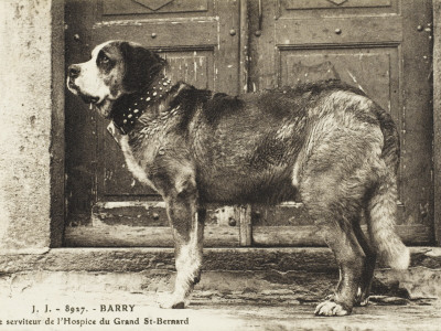 barry the saint bernard, saint bernard, true dog stories, dogs