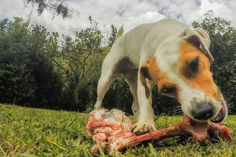 dog eating lamb bones