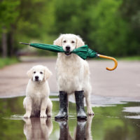 dog breeds
