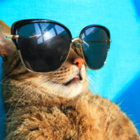 cat pictures, best of the blog, cat twitter accounts