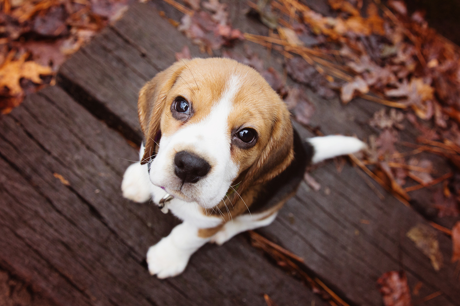 Adorable beagle puppy with big brown eyes