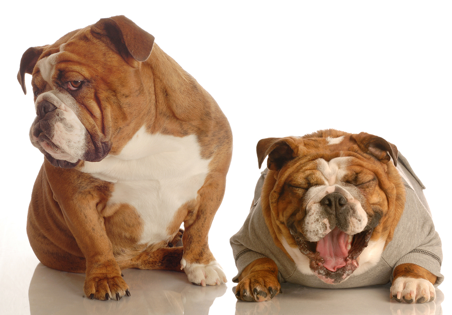 Annoyed Bulldog With Another Bulldog Laughing