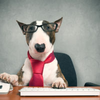 dog blogs, dogs with blogs, dogs, best pets