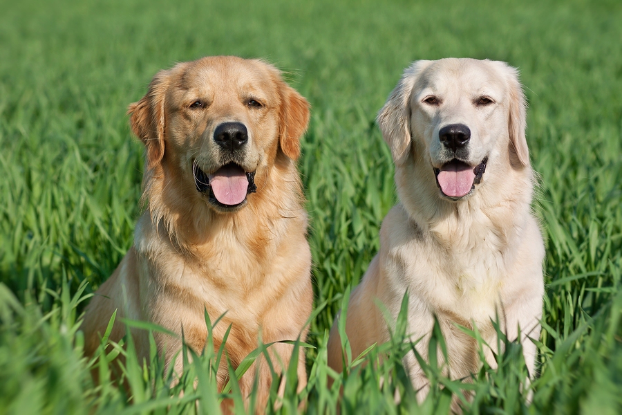 Close Up pair of purebred playful golden retriever dogs outdoors