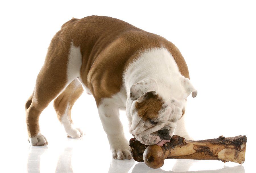 Can dogs eat steak bones?