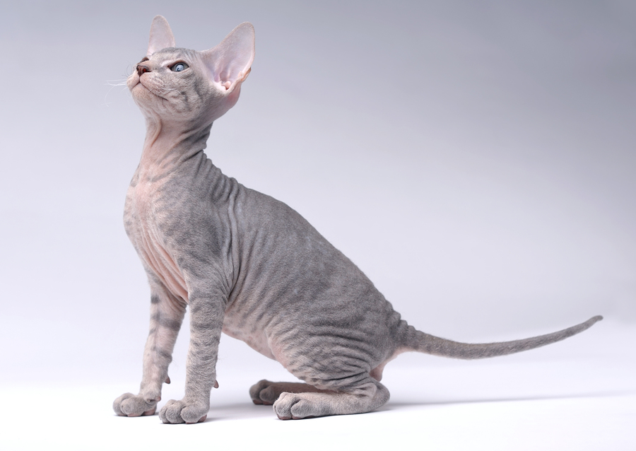 peterbald, cats, expensive cats
