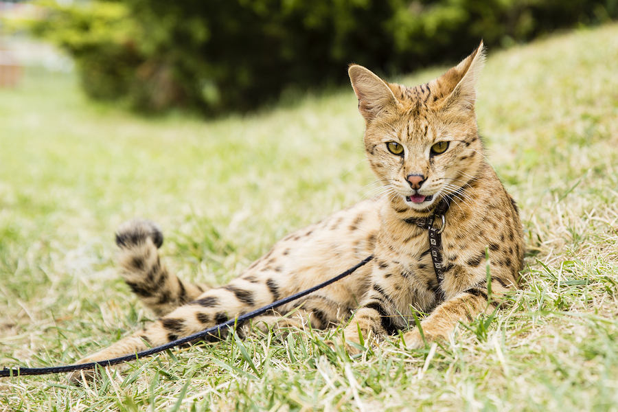 Most Expensive Cat Breeds in the World