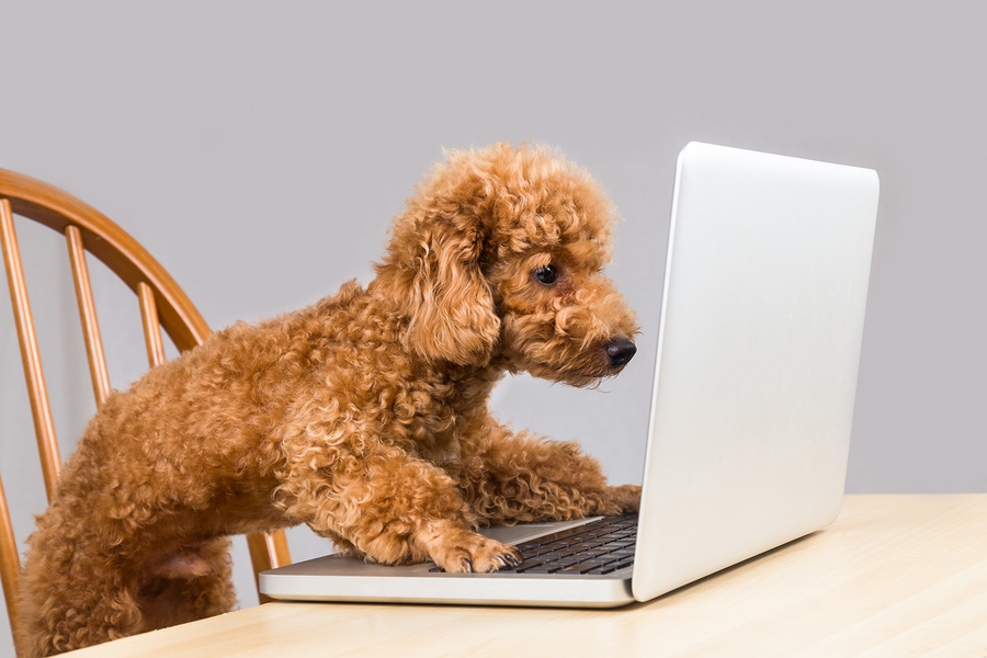 Smart poodle dog typing and reading laptop computer on table
