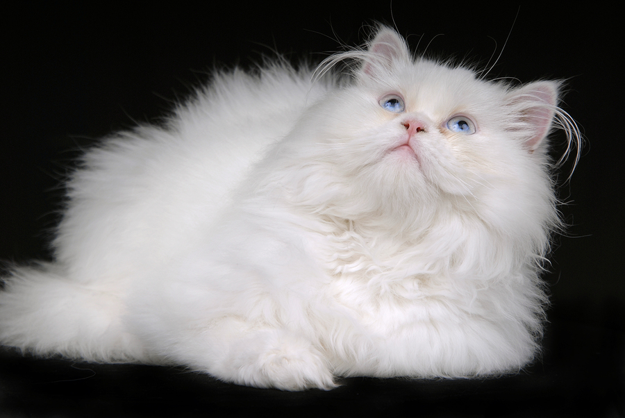 Most Expensive Cat Breeds in the World Fetch! Pet Care