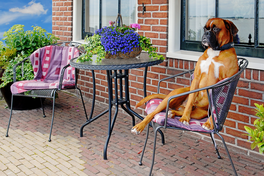 funny aristocratic looking dog on a terrace chair