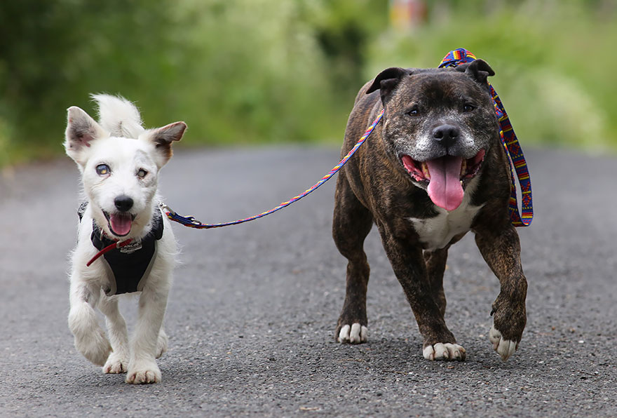 buzz and glenn, jack russell terrier, dogs, true dog stories