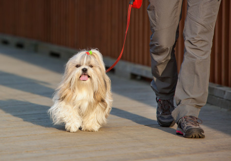 Shih-tzu dog walking with woman in city.