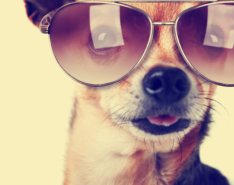 a cute senior chihuahua with his tongue hanging and sunglasses o