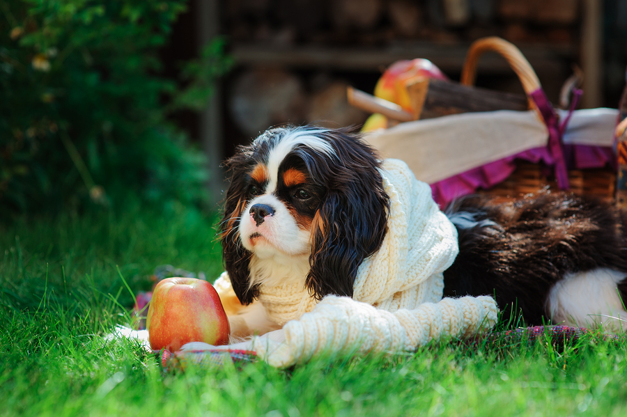 does apples help dog diarrhea