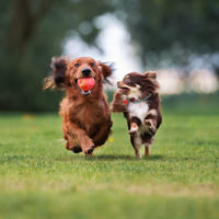 dogs apples