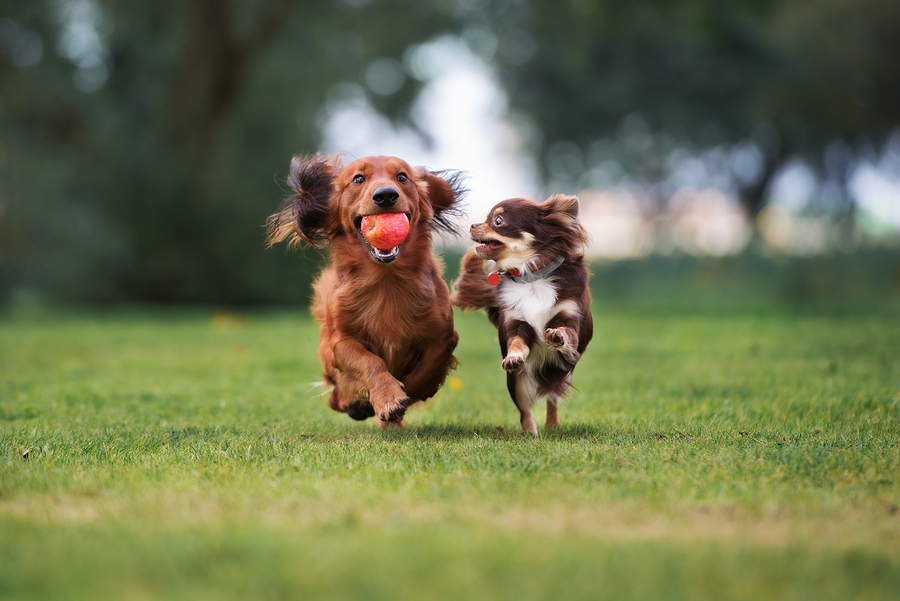 do dogs eat apples