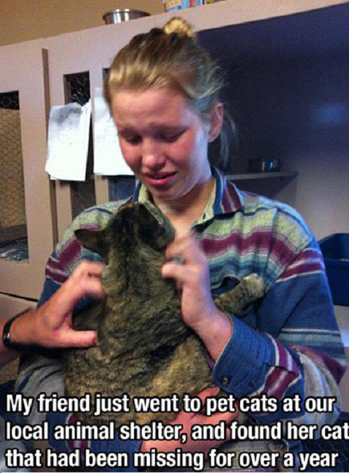 2016, faith in humanity, animals, cat, stories
