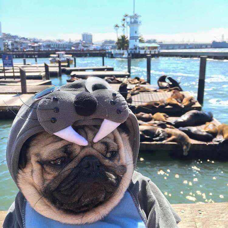 pug