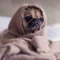 pug