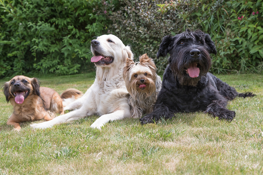 dog walking, pet sitting, Fetch! Pet Care