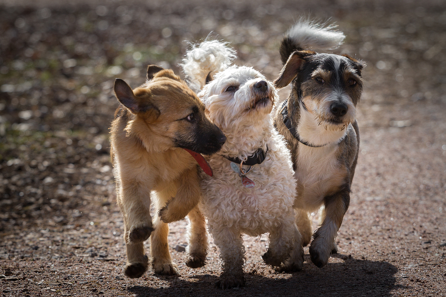 dog exercise