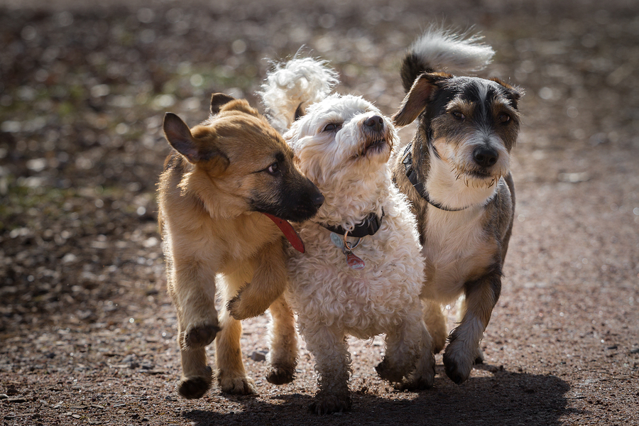 https://www.fetchpetcare.com/wp-content/uploads/2017/01/bigstock-Four-legged-Musketeers-61415732.jpg